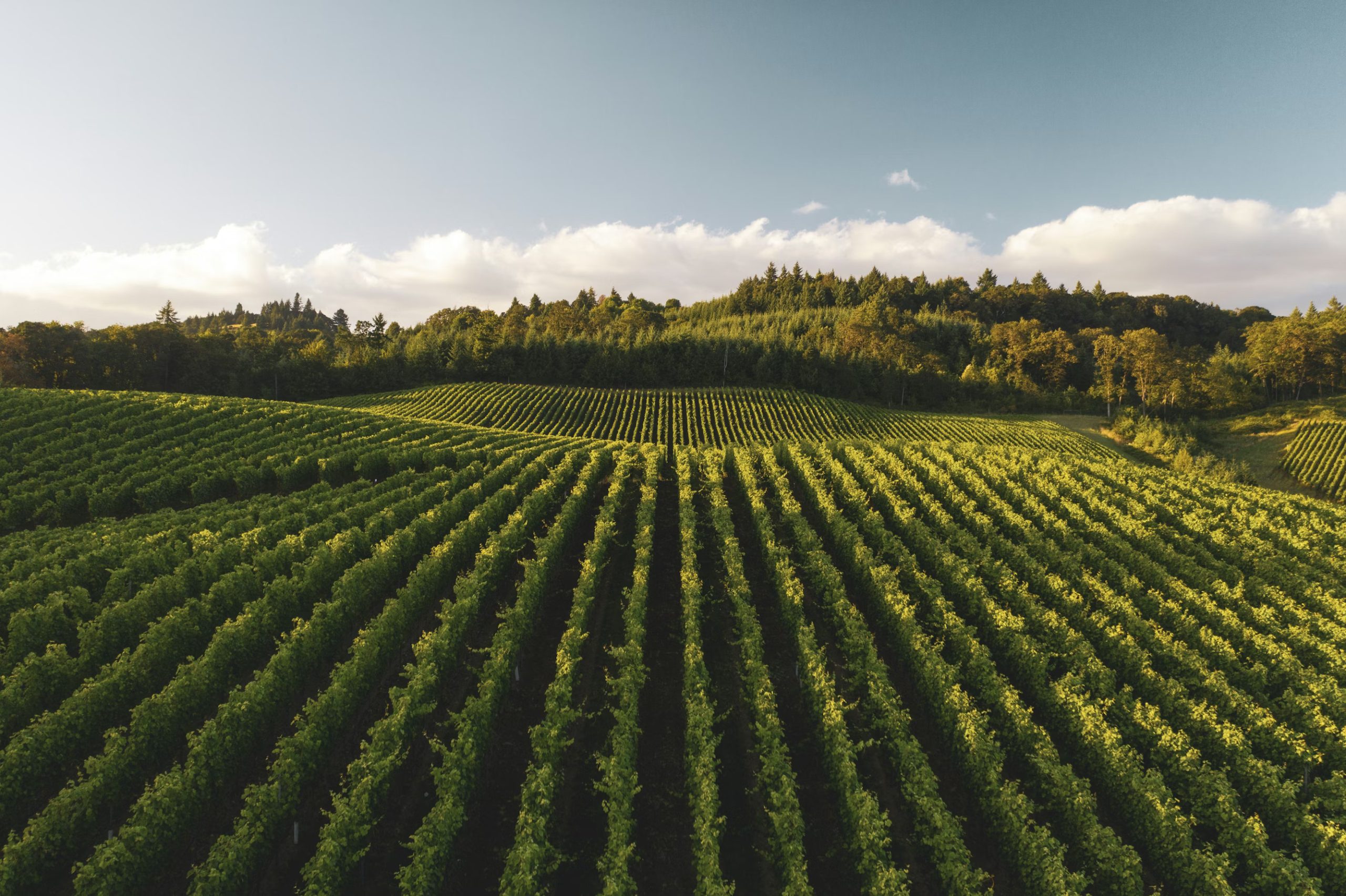 Vineyards